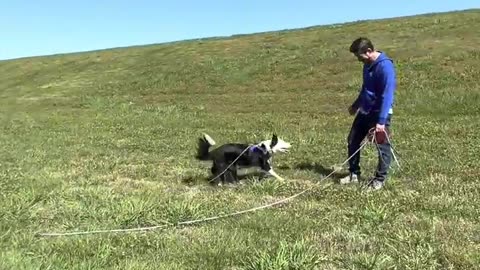 Off leash Training and how to handle reactive behavior