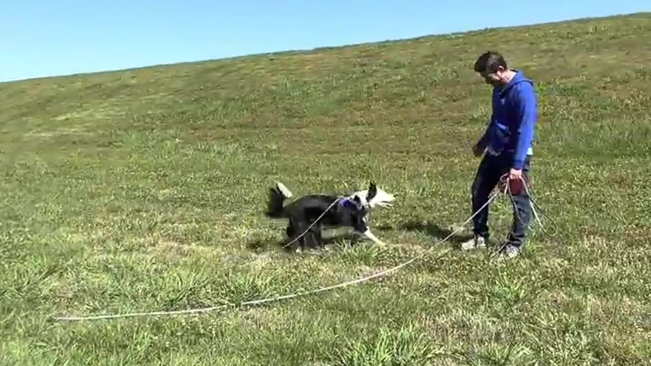 Off leash Training and how to handle reactive behavior