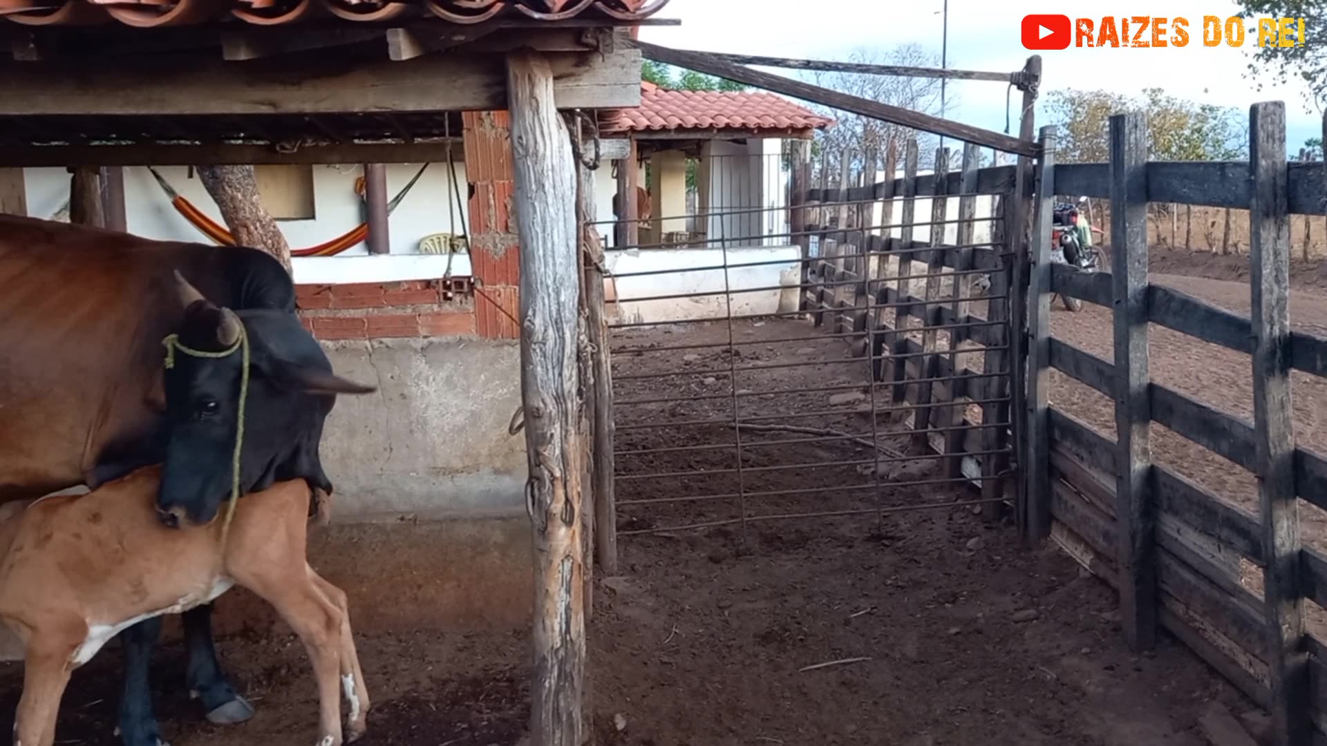 FAZENDA SAMBAIBA E A ORDENHA MANUAL DAS VACAS | RAIZES DO REI