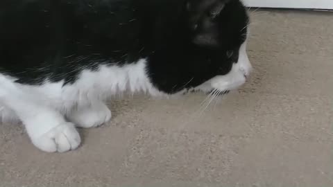 Cat Reacts To Giant Spider (RC)