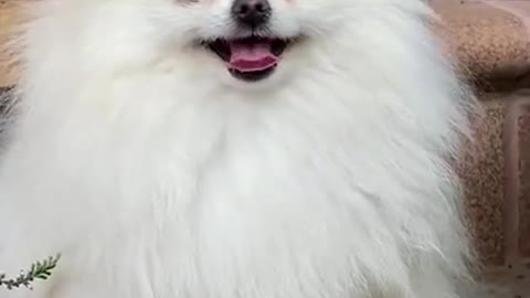 Cute dog smiling #shorts