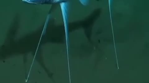 मछली पहले कभी नहीं देखी