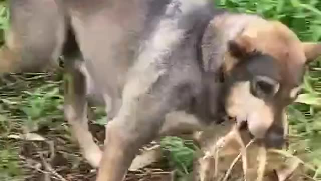 Dog stealing durian was caught by owner