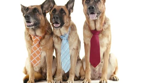 Three dogs with ties