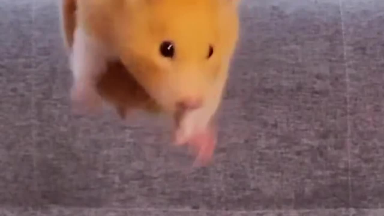 Sportmen hamster