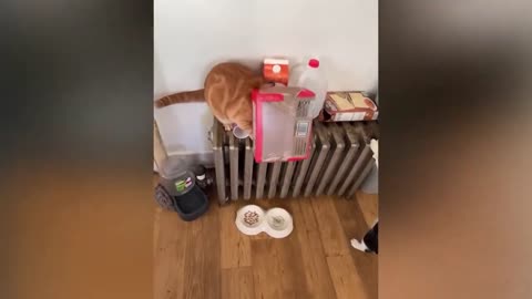 😂 Funniest Cats and Dogs Videos 😺🐶 #14