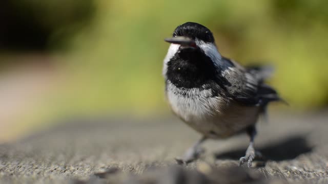 Chickadee Feeding