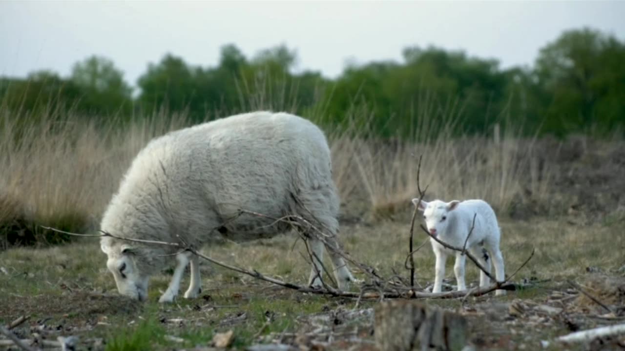 A women lovingly tends a flock of sheep