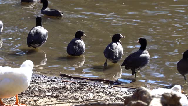 Cat TV: Duck on Shore 3
