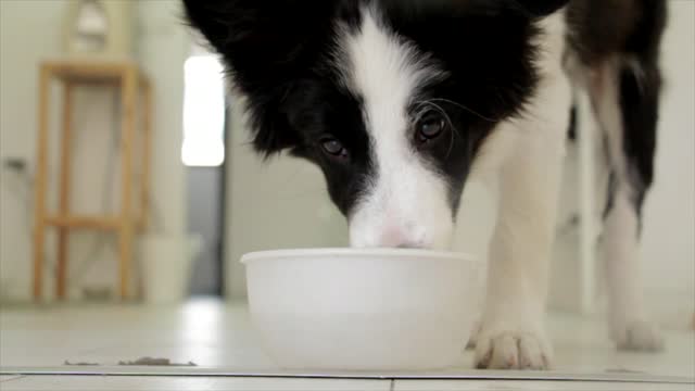 dog drinking pet food thirsty