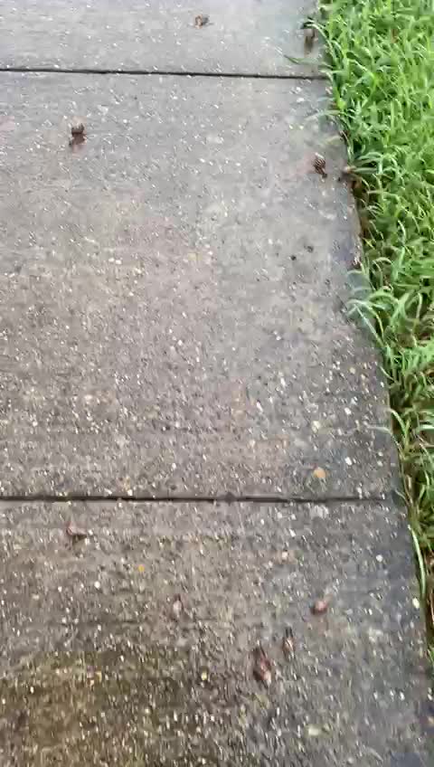 ¡De terror! Infestación de caracoles africanos en un sector de Turbaco