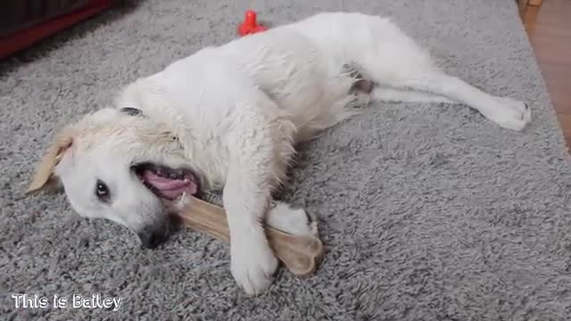 Fun puppy Bailey protects the bone! funny golden retriever dog