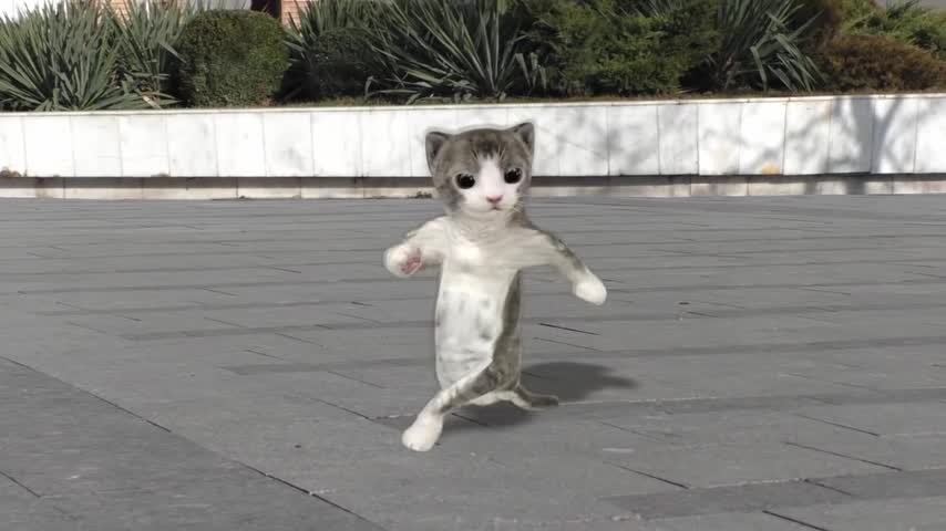 cat dancing