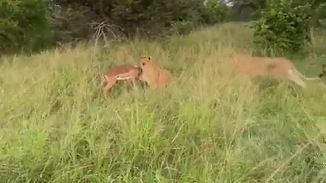 Poor Gazelle vs Lion Epic Safari Experience