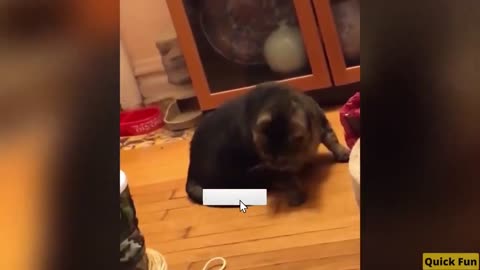 Dogs and Cats Very Funny Videos