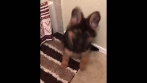 Amazing and cute pet videos, try not to laugh