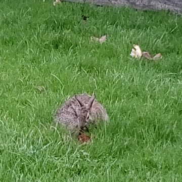 Spring is here! Bunny making nest