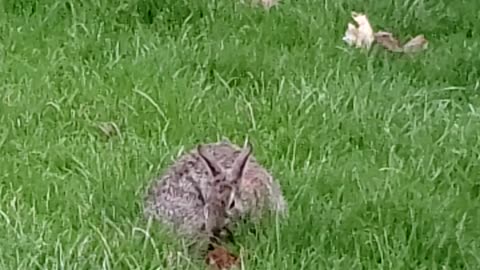 Spring is here! Bunny making nest