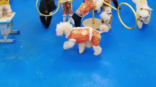 Do you want to play with us#pet #fyp #dog #puppy #cute