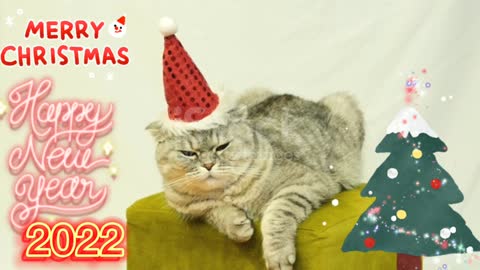 I'm a handsome cat wish you a merry christmas and a happy new year 2022