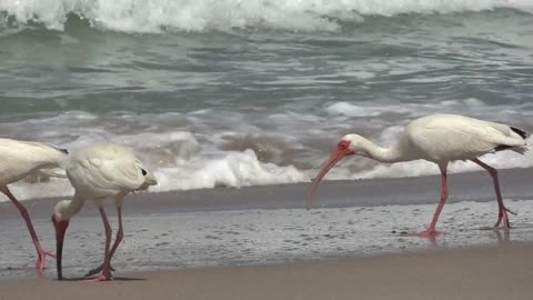 Seashore birds