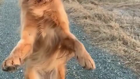 Funniest DOG Videos Ever!!