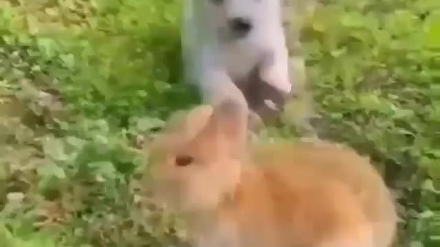 Puppy andBunny Friend Is the Sweetest Thing Ever