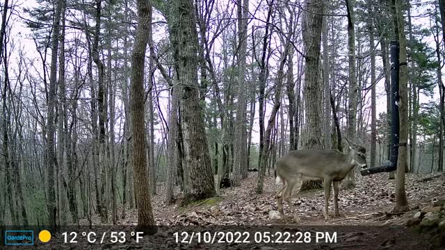 The Woods – 12/11/2022