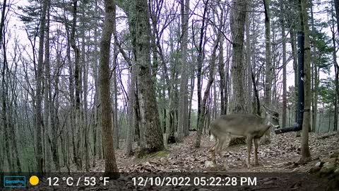 The Woods – 12/11/2022