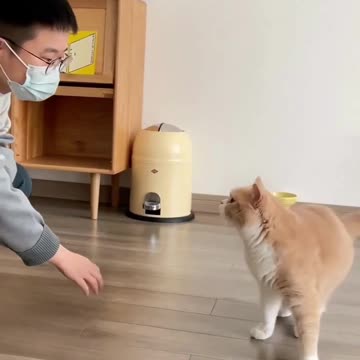 Cute Cats & Funny Cats 😍😍😅😅 #shorts #cats #viral #mmvcats