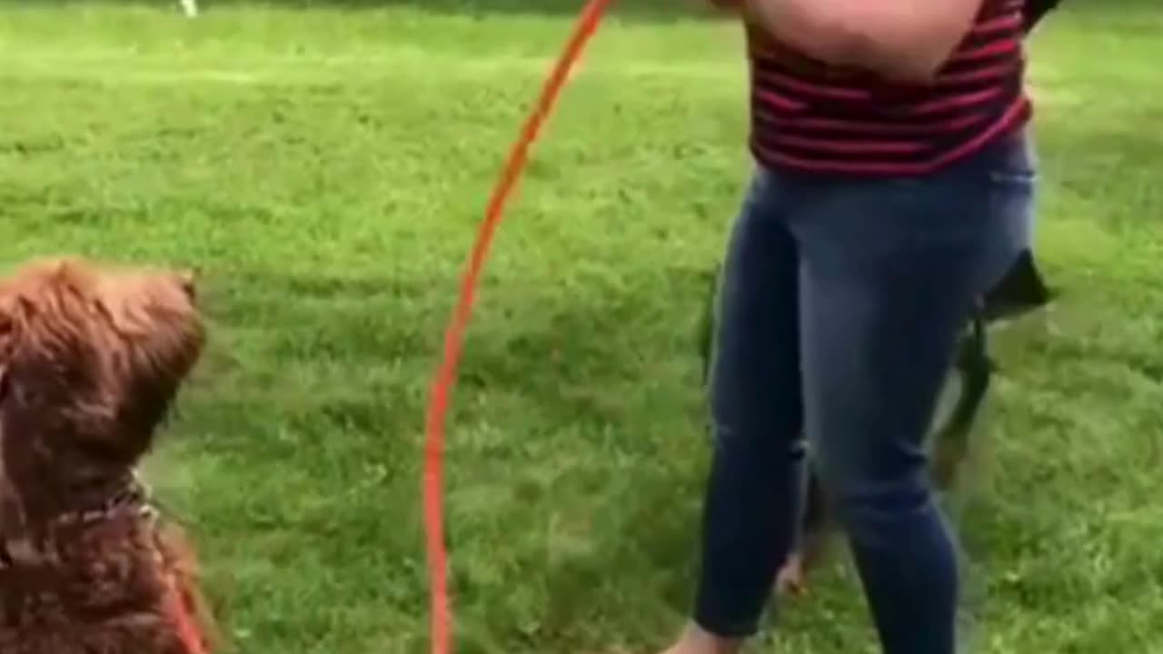 The end 😂😂😂 #shorts #fails #funny #laugh #viral #idiotsradar