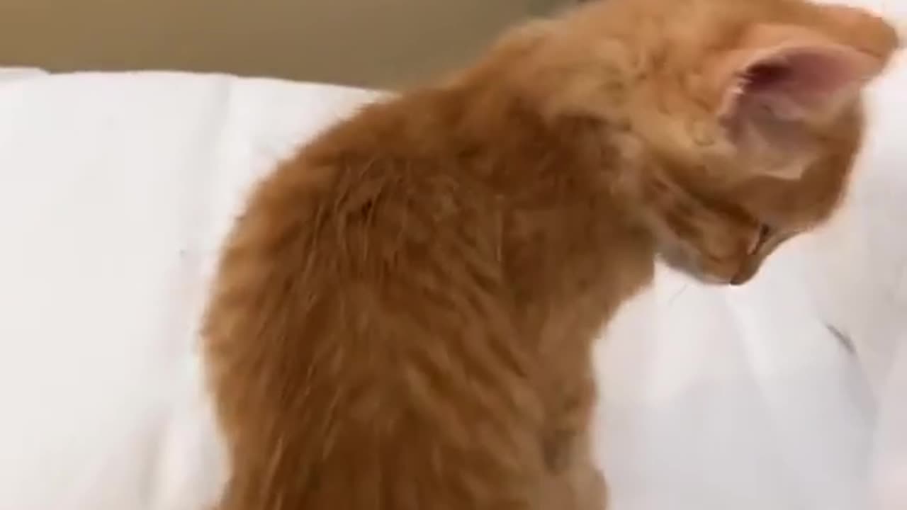 cat scared of pillow