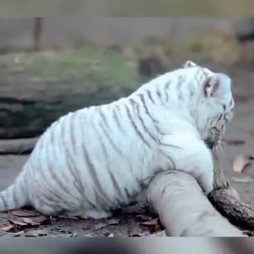 Beautiful_Rare_White_Tiger_Cub_