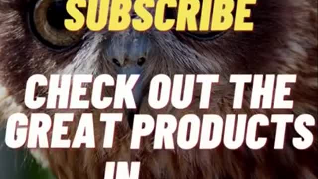 🐎🐦 Funny Animals - Funny Horses - Hilarious Nature #Shorts 🐑🦆🐴