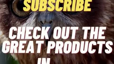 🐎🐦 Funny Animals - Funny Horses - Hilarious Nature #Shorts 🐑🦆🐴