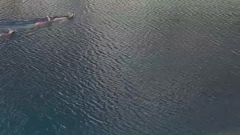 Deer Swim In San Domenico Lake