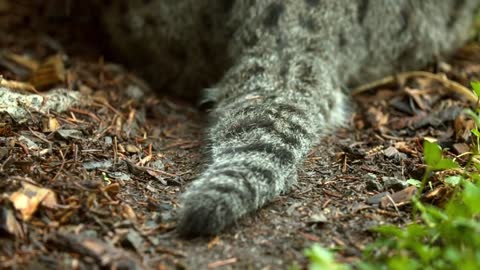 Fishing Cat: The Cat That Hunts Underwater