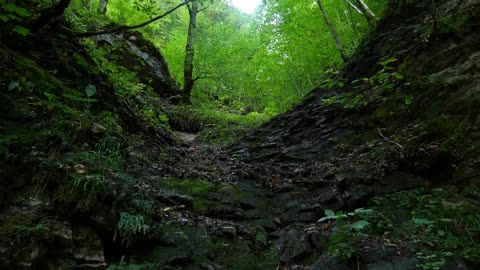 Secrets of the Amazon Rainforest Revealed