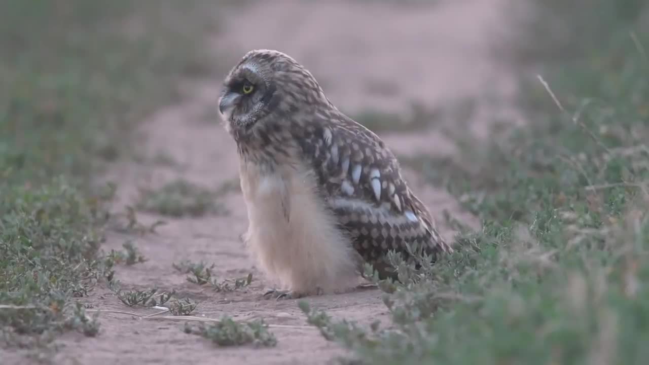 Owl Staring Into The Camera Giving A Cute Head-tilt