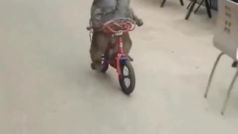 Monkey raceing bicycle 🚲🚲🚲🚲