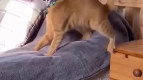 Cat compilation that make you laugh