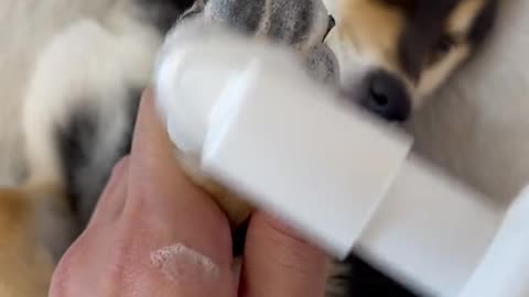 Dog training videos #Dog #Dogs