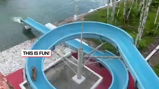 Dog loves the water slide