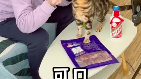 There is a greedy cat at home. How can