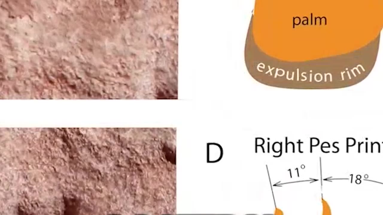 Uncovering the Oldest Tracks in the Grand Canyon: Insane Discoveries Await!