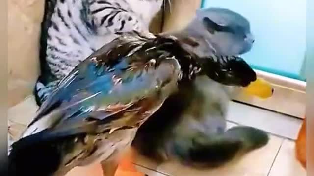 funny animal