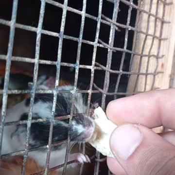 Hamster breakfast morning