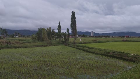 Rice Fields On The Outskirts Of The City