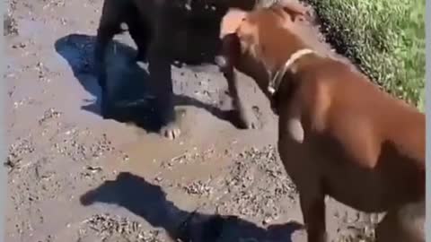 Dog embarrassed his owner by doing his favorite thing in the park