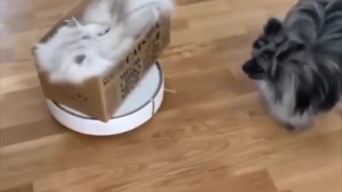 Robocop cats